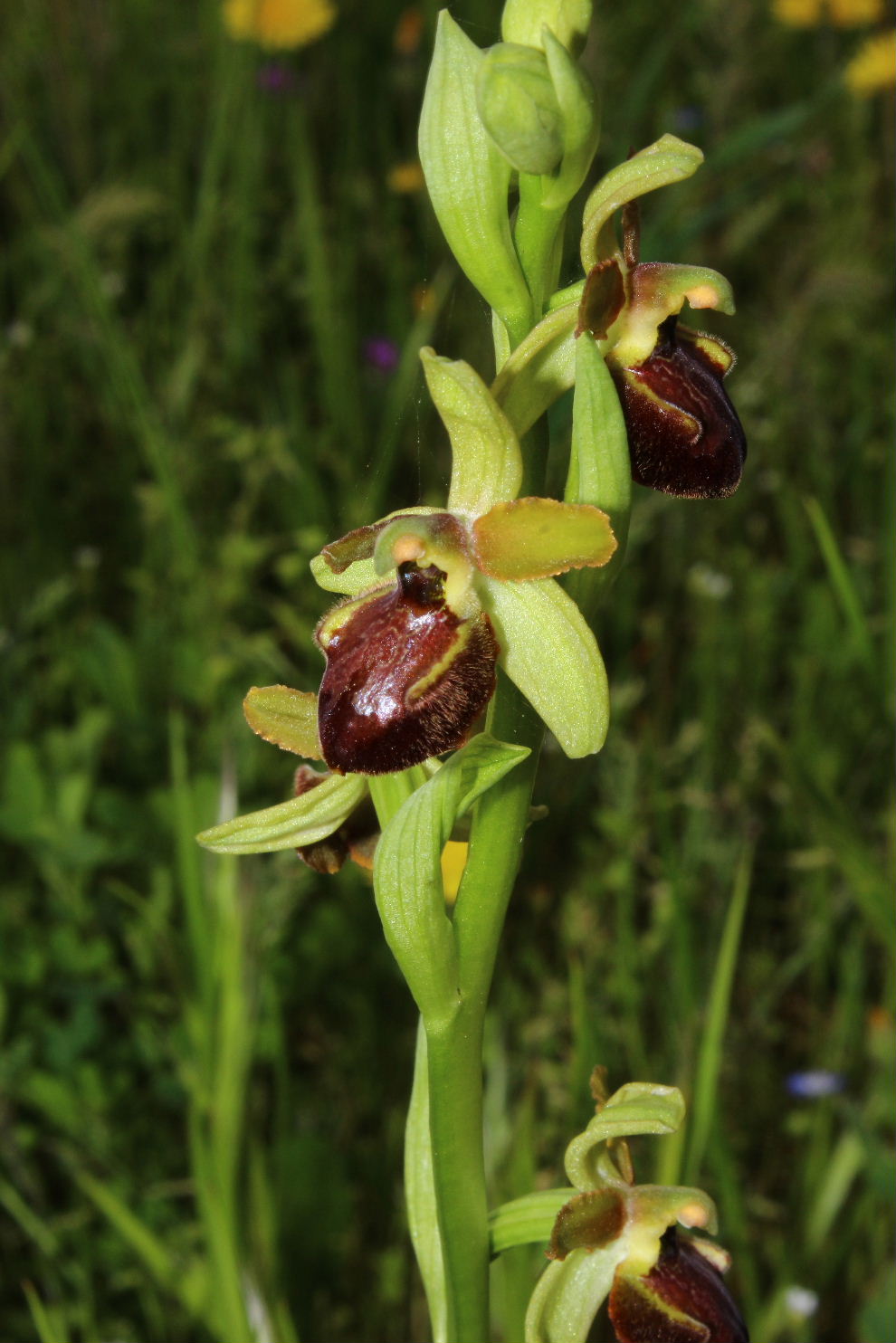 Ophrys da determinare ??